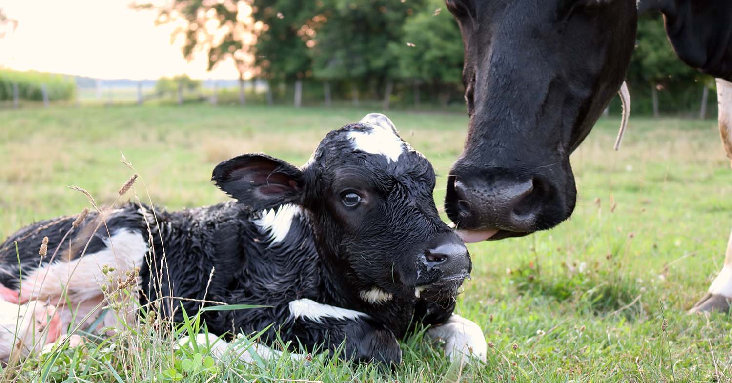 Cow and calf. Image © Diane / Adobe Stock