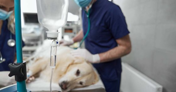 Dog under sedation. Image © gpointstudio / Adobe Stock