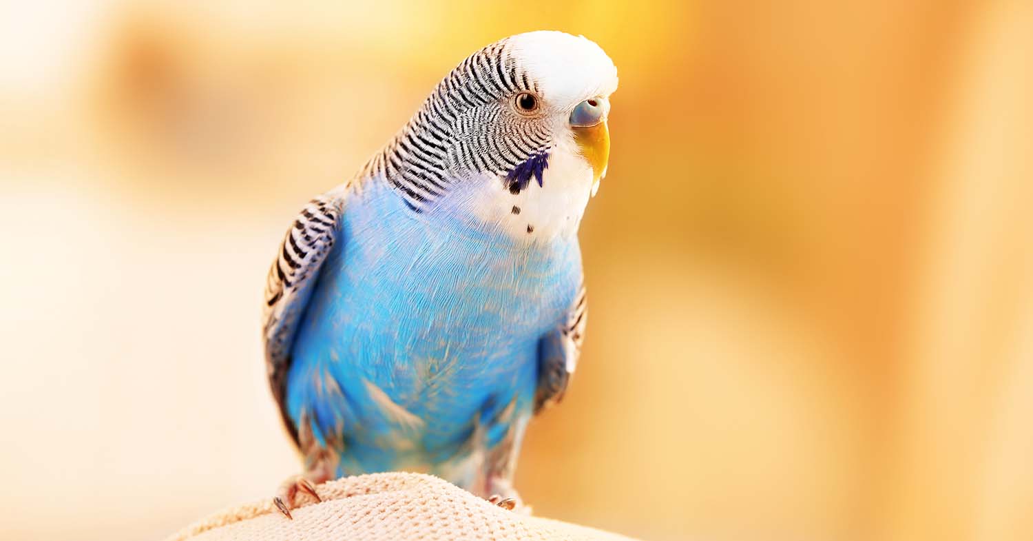 Budgerigar. Image © Africa Studio / Adobe Stock